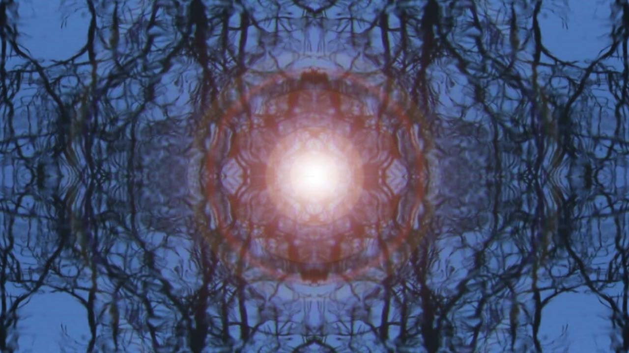 Tangled trees, screenshot of the art video